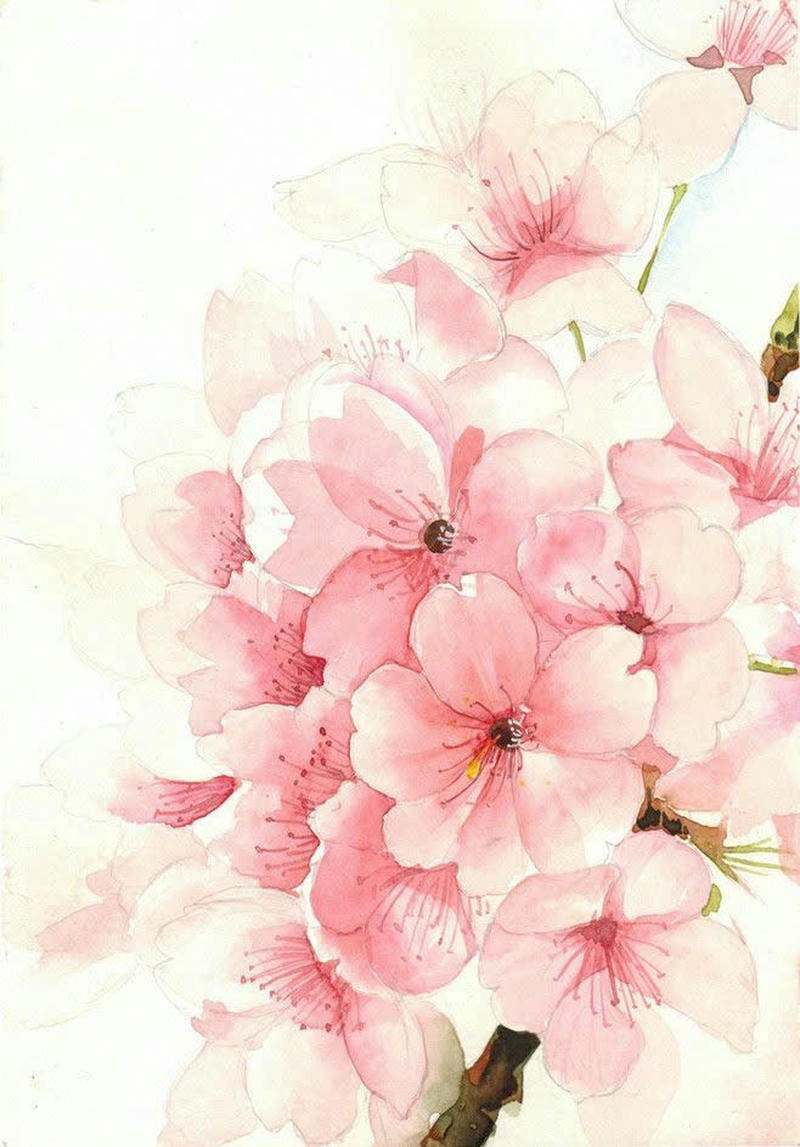 tranh vẽ hoa đào đơn sắc 