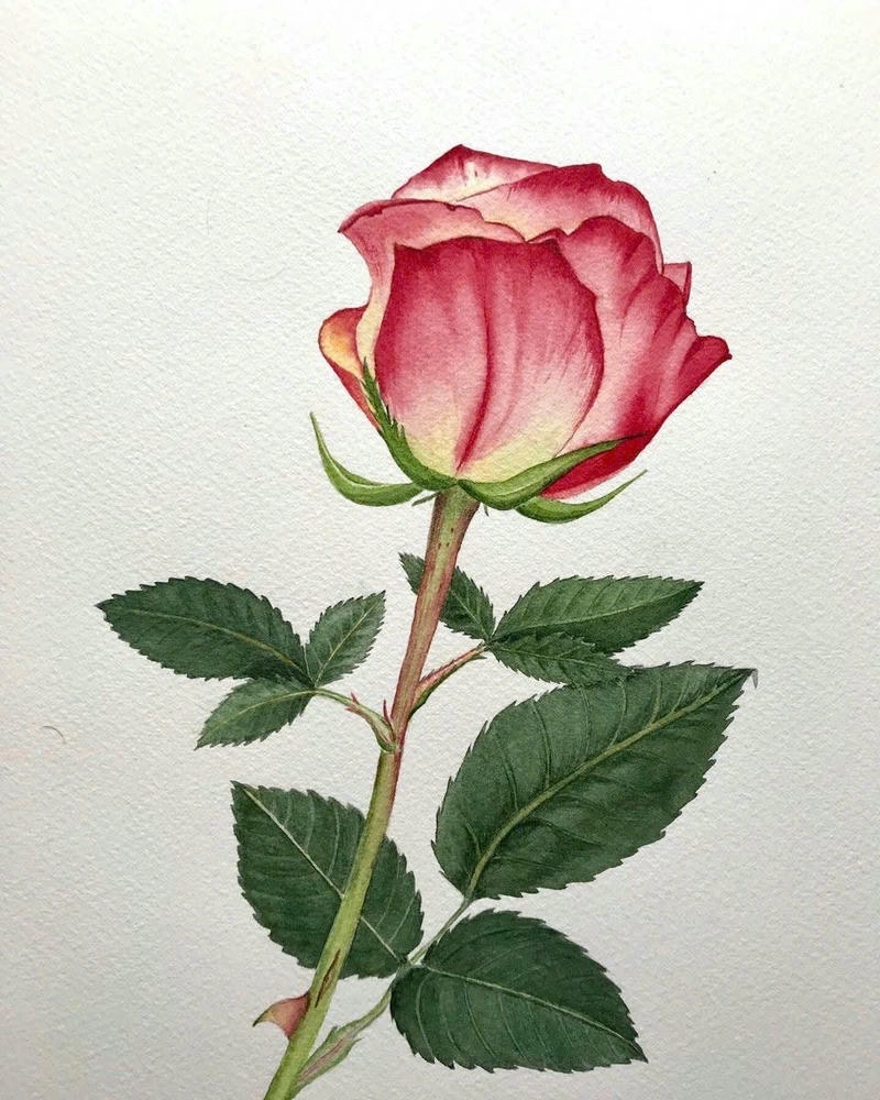 tranh vẽ hoa hồng đơn giản tinh tế 