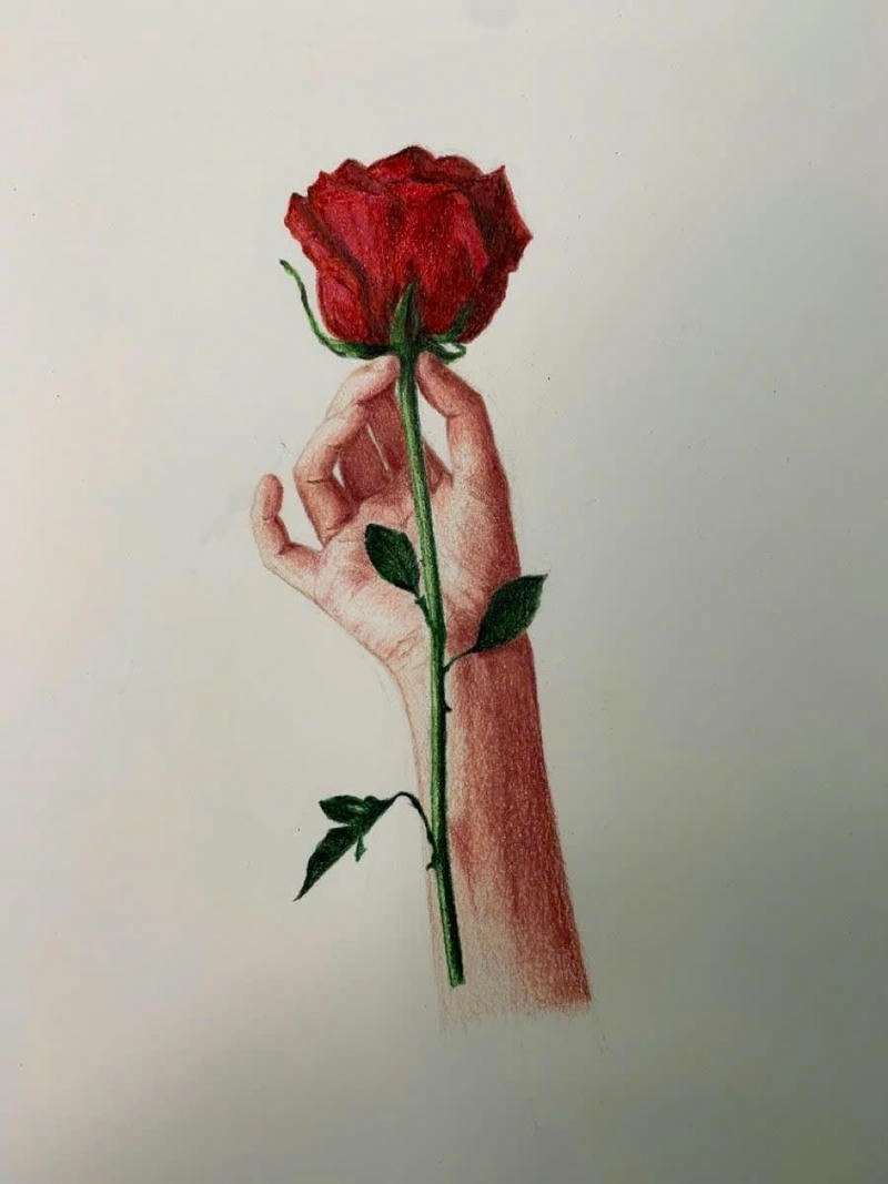 vẽ tranh bông hoa hồng đỏ đẹp 