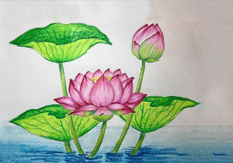 hoa sen tranh vẽ trang nhã 
