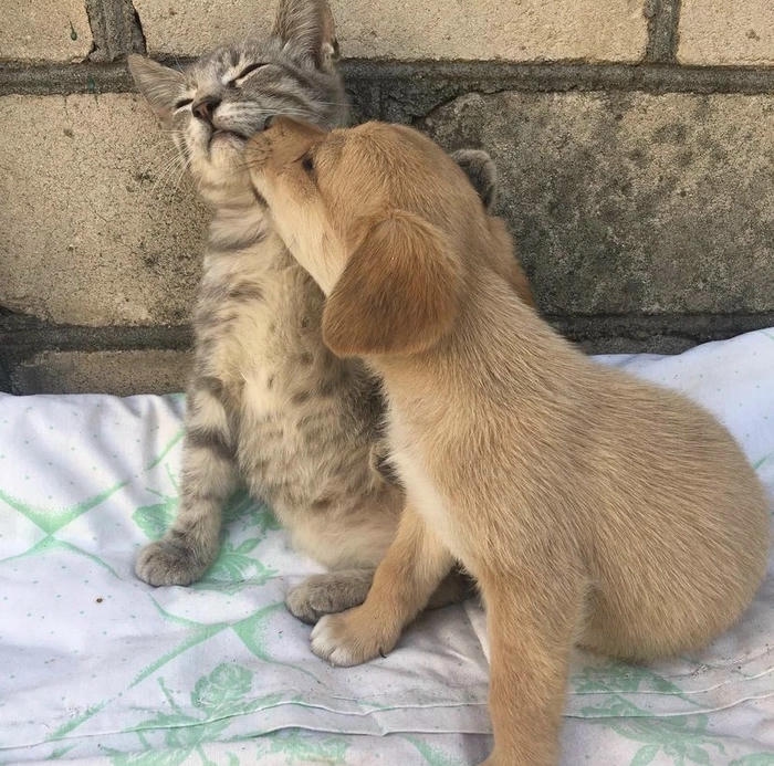 Ảnh meme hôn vui nhộn cực hài hước