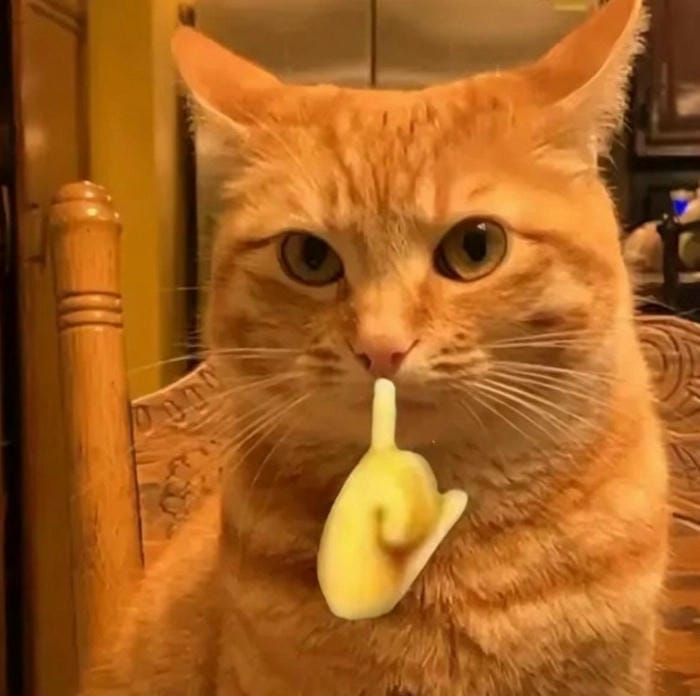 Ảnh suỵt meme vui nhộn hot trend cực