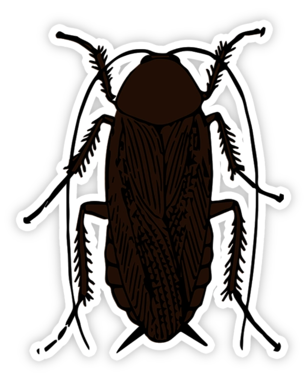 Sticker con gián đen