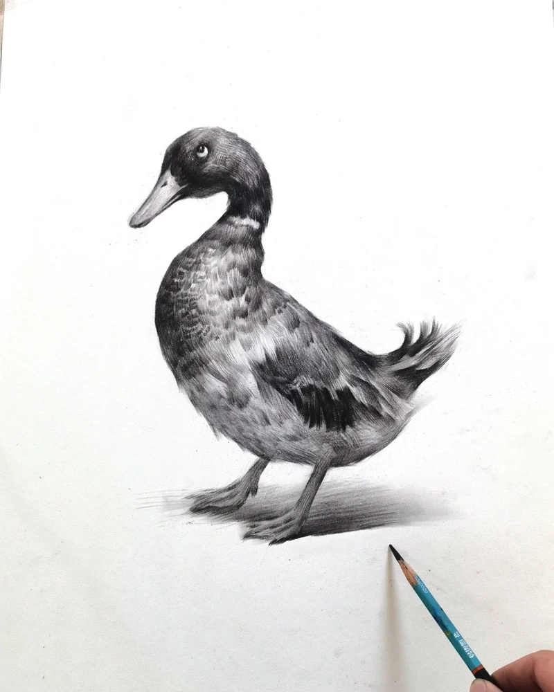 Tranh vẽ con vịt đen trắng bằng bút chì chân thực