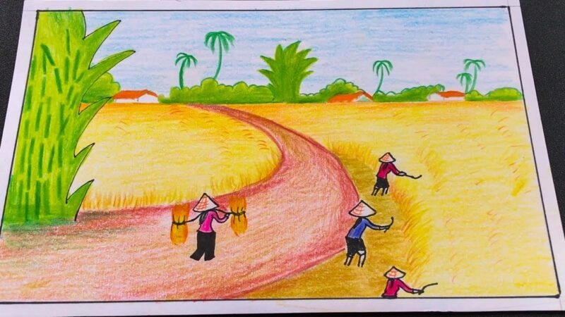 Vẽ mùa gặt lúa chín