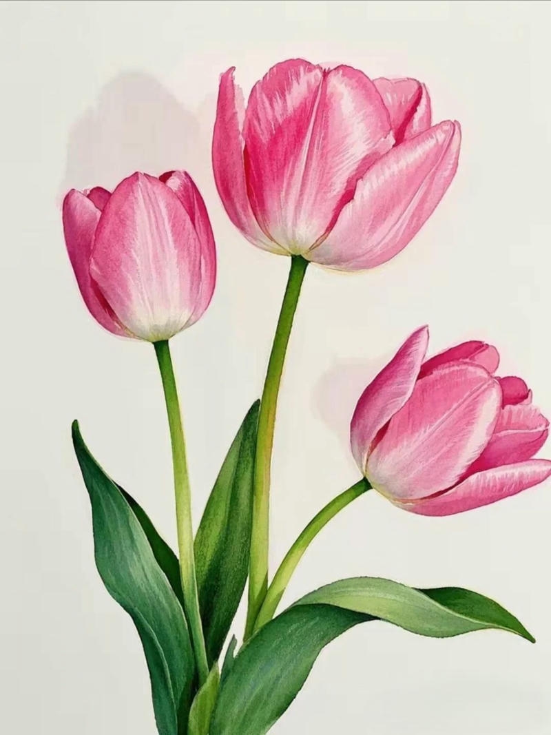Vẽ tranh tĩnh vật hoa tulip cam tươi tắn rạng ngời