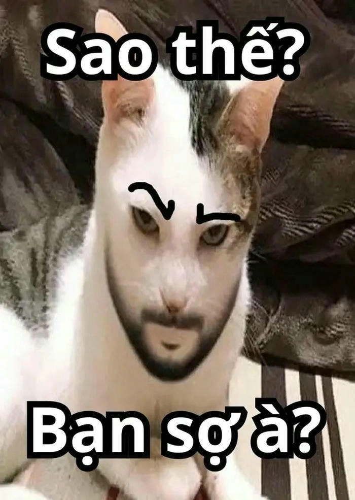 meme bạn sợ à chó