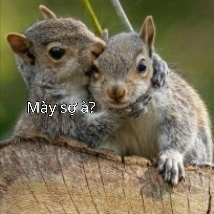meme bạn sợ à chuột đồng