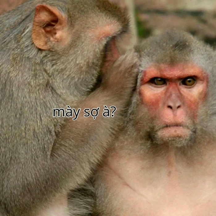 meme bạn sợ à khỉ
