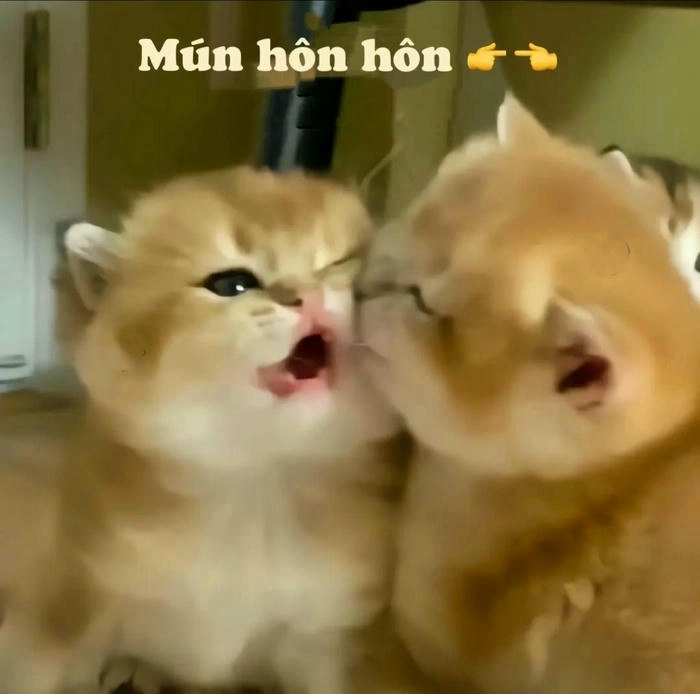 meme hôn em mèo