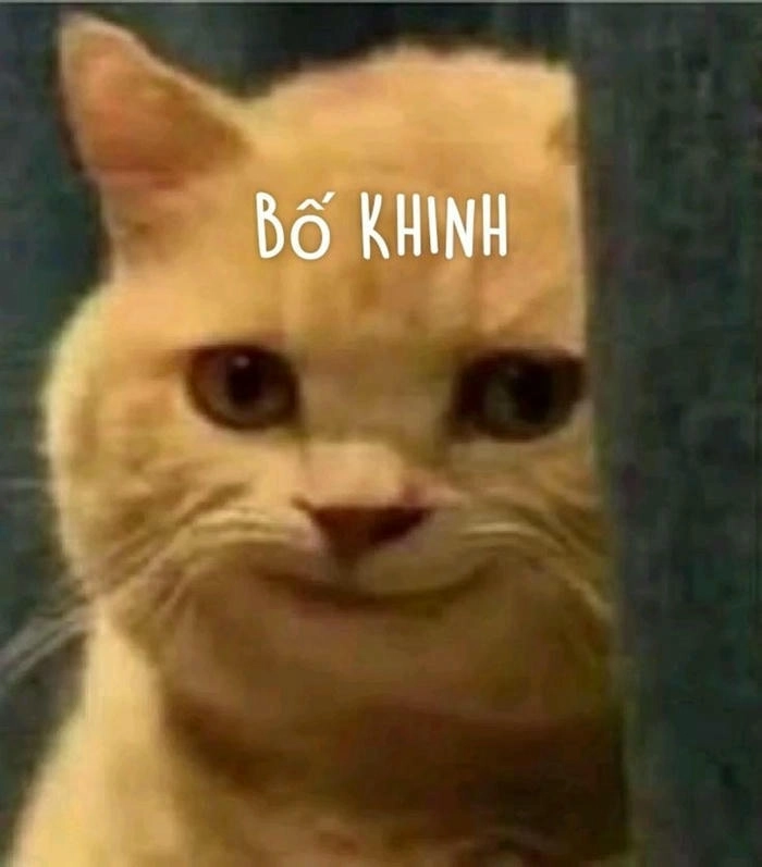 meme khinh bỉ bo khinh