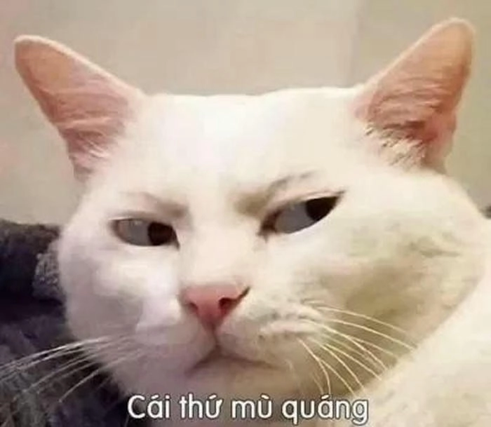 meme khinh bỉ cái thứ gì đâu