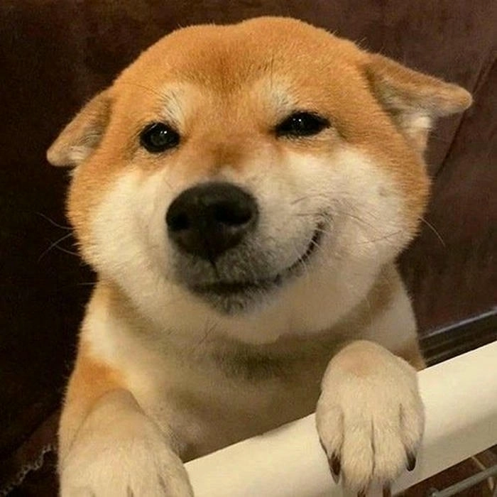 meme khinh bỉ chó nhếch mép