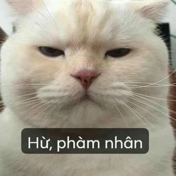 meme khinh bỉ phàm nhân