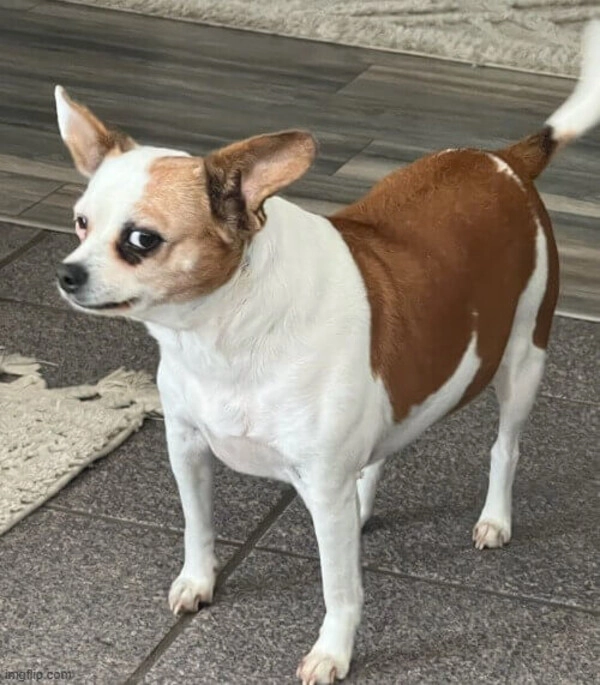 meme liếc ảnh chế