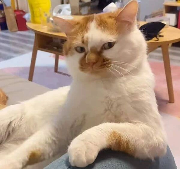 meme liếc cat