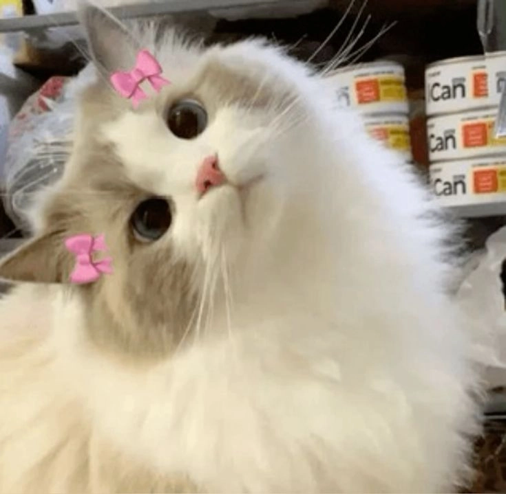 meme mèo cute hài