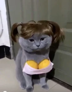 meme mèo hài hước troll hài