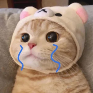 meme mèo khóc chế