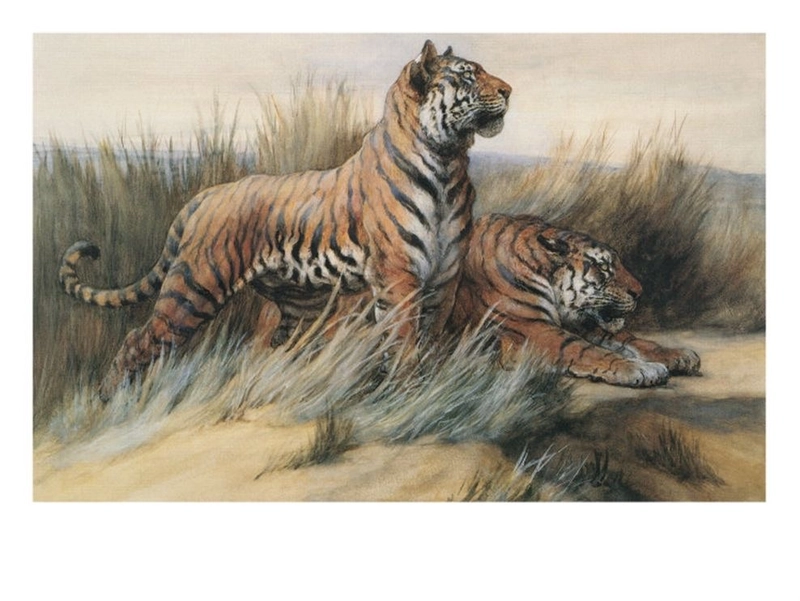 tranh vẽ 2 con hổ