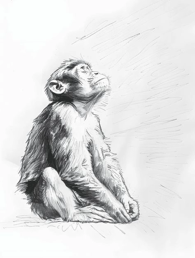 tranh vẽ khỉ bằng chì