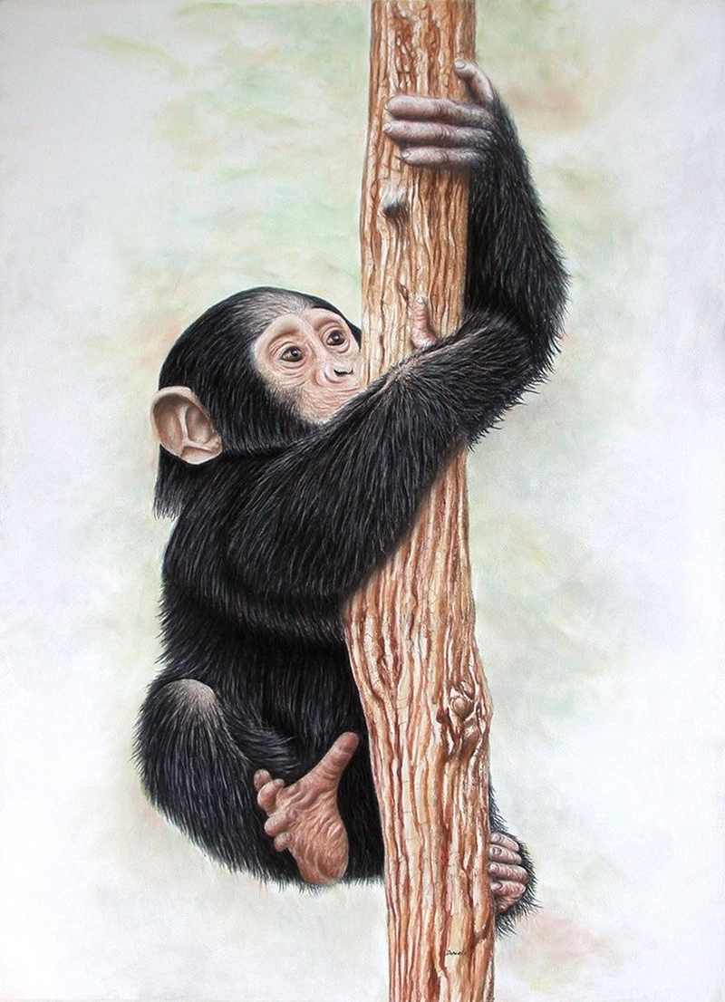 tranh vẽ khỉ ôm cây