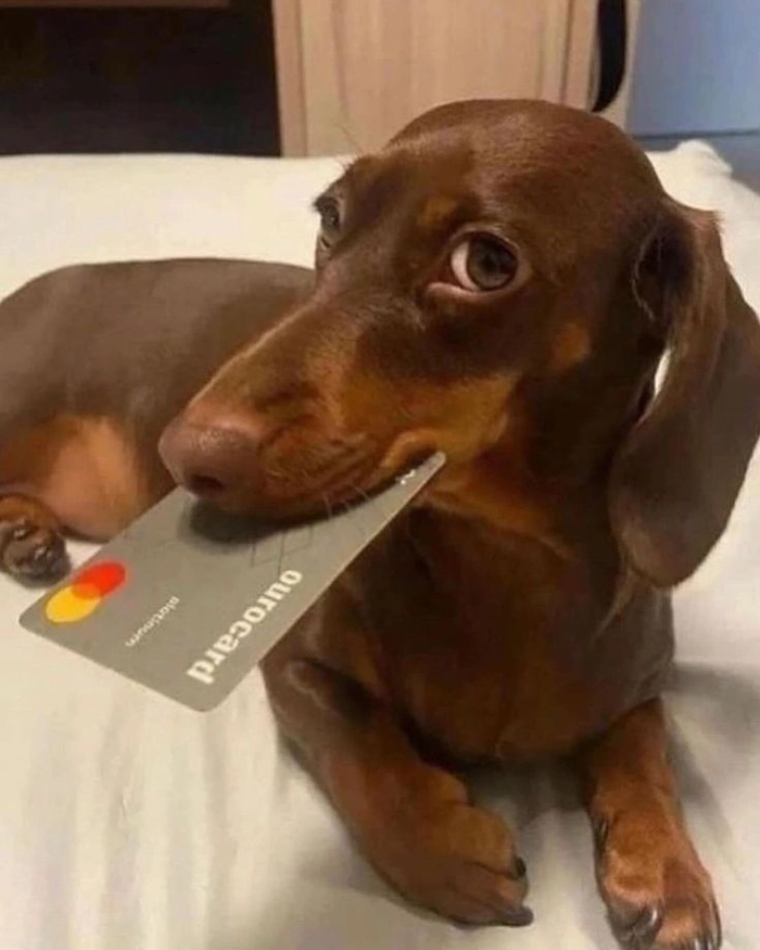 Ảnh con chó meme vui nhộn cực hot