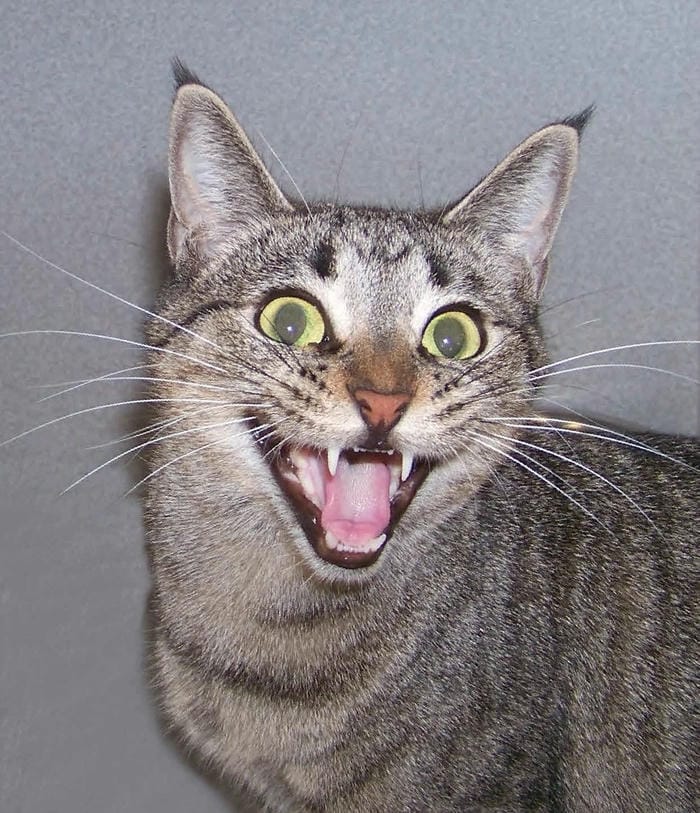 Ảnh cười mèo meme vui nhộn siêu hot