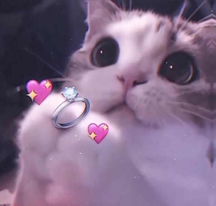 Ảnh cute mèo meme biểu cảm vui nhộn hài hước