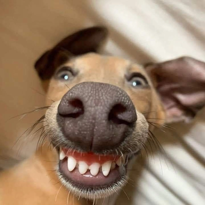 Ảnh meme con chó chế cực vui nhộn