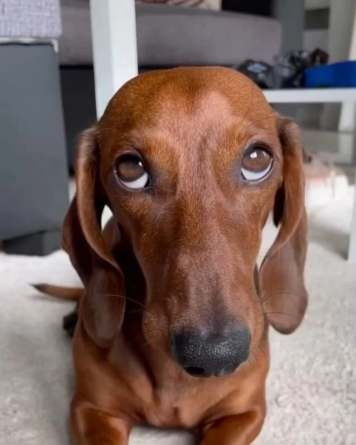 Ảnh meme con chó hot trend vui nhộn