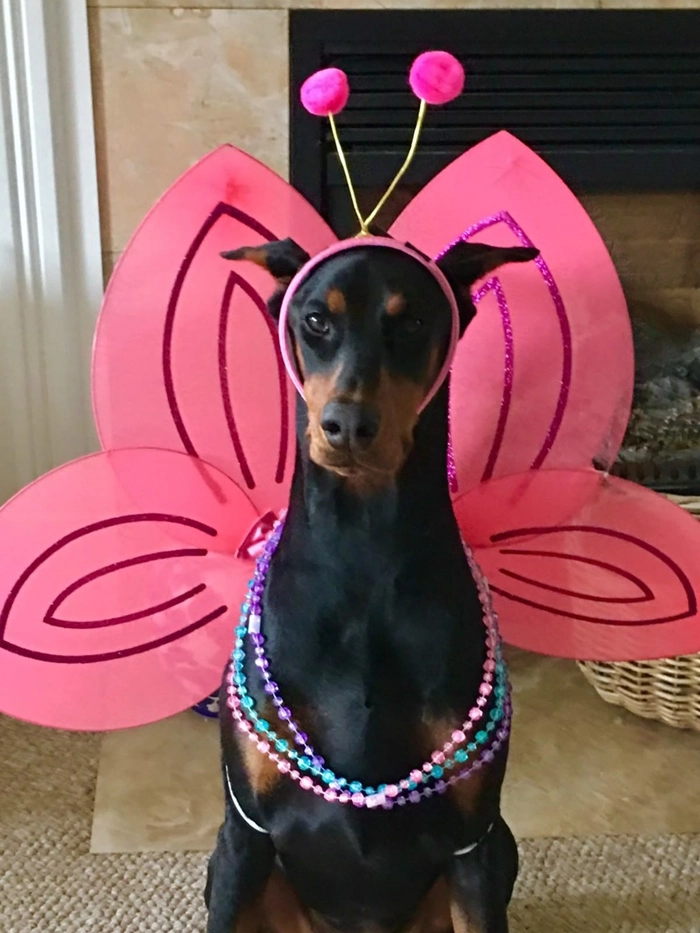 Ảnh meme con chó vui nhộn bá đạo