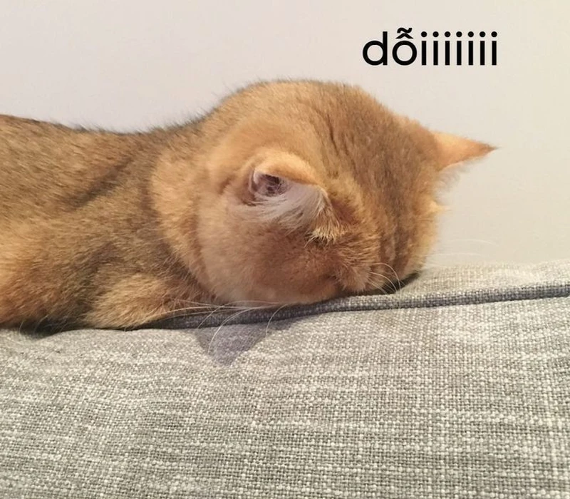 Ảnh meme giận dỗi hài hước được yêu thích