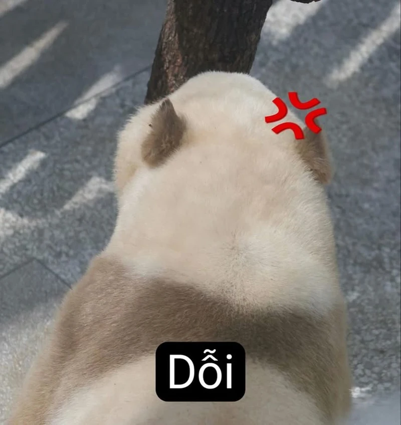 Ảnh meme giận dỗi thể hiện cảm xúc vui