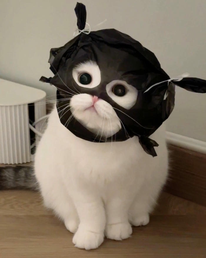 Ảnh meme mèo cute khoảnh khắc ngộ nghĩnh đáng yêu
