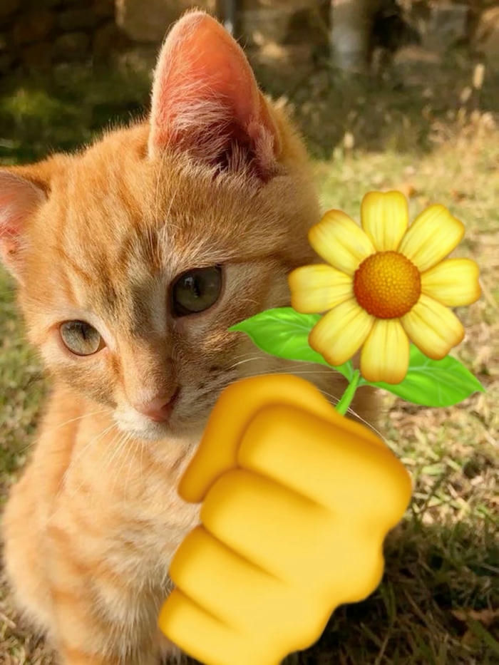 Ảnh meme mèo cute khoảnh khắc vui nhộn dễ thương