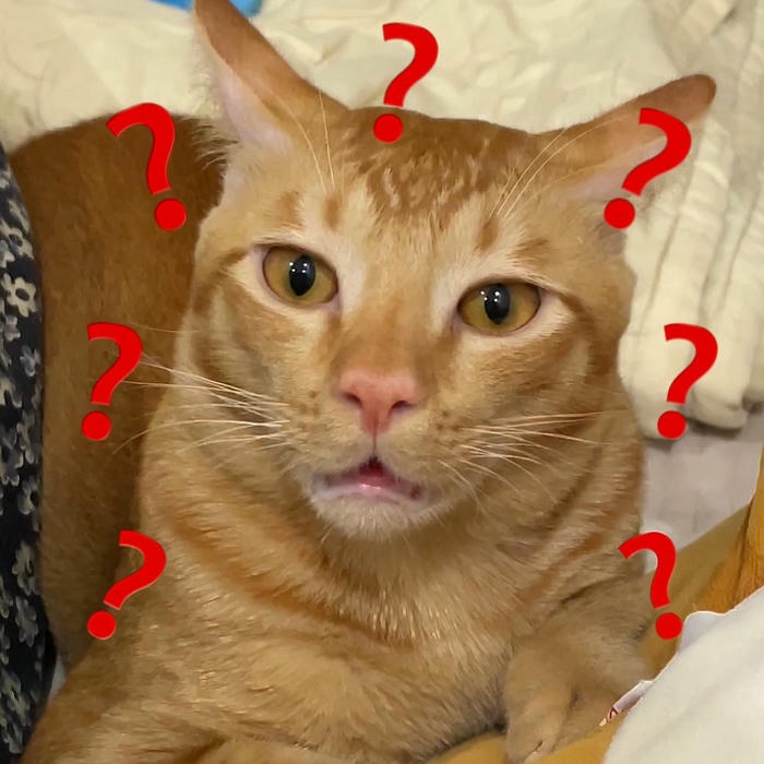 Ảnh meme mèo cute phong cách vui tươi hài hước