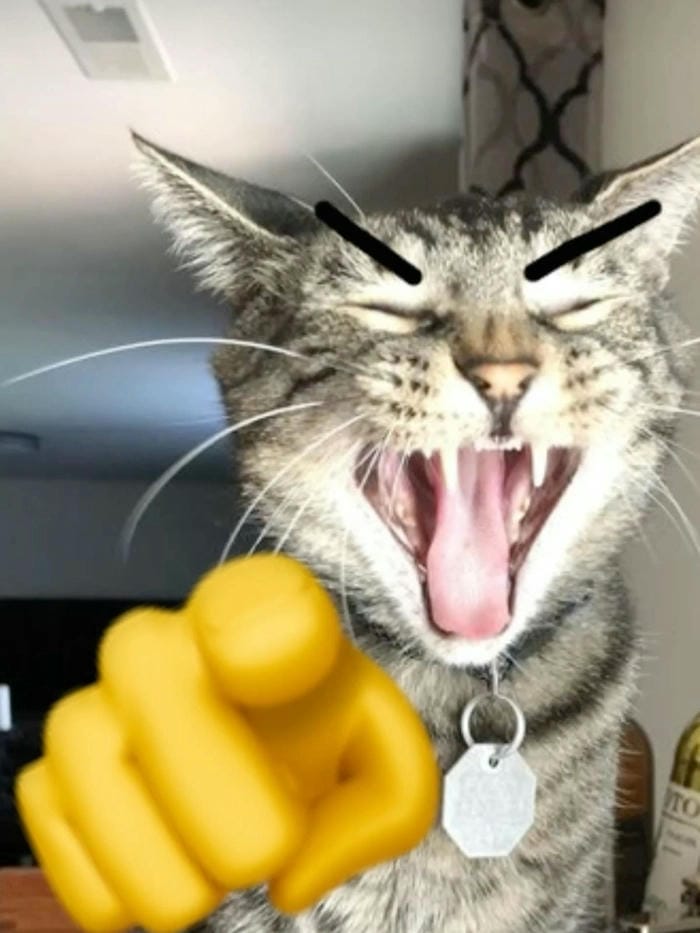 Ảnh mèo cười meme vui nhộn hot trend