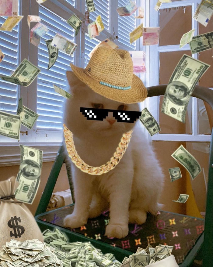 Ảnh mèo meme cute phong thái ngộ nghĩnh vui nhộn