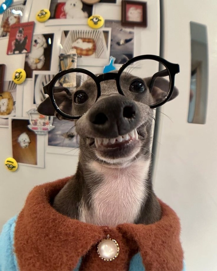 Con chó meme Ảnh vui nhộn siêu hay