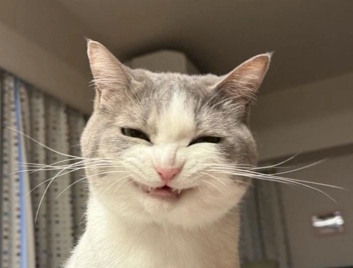 Cười mèo Ảnh meme vui nhộn siêu hay