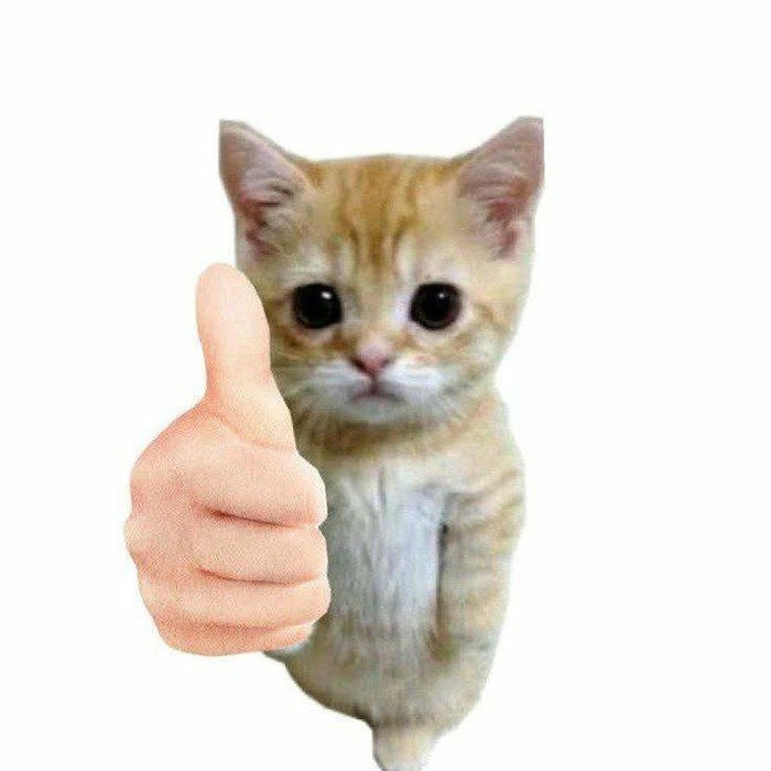 Hình mèo con đứng like giơ ngón cái ủng hộ dễ thương