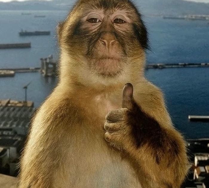 Like meme chú khỉ vàng mặt ngầu giơ ngón cái cực chất