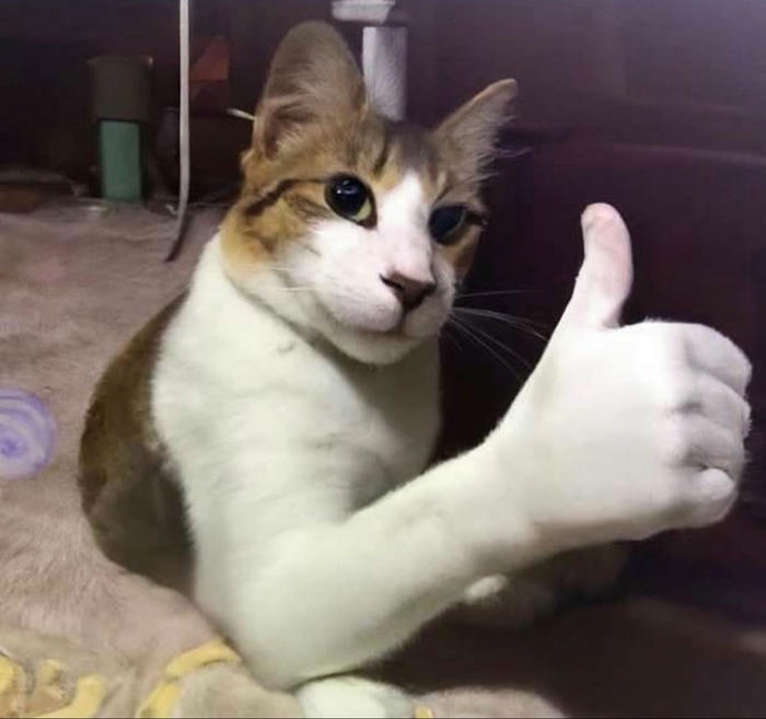 Like meme mèo mướp ghép tay người giơ ngón cái cực bựa