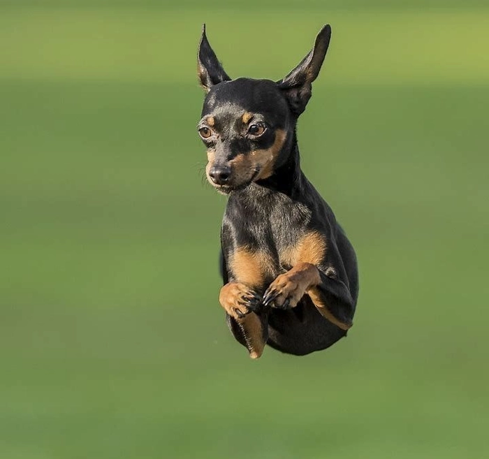 Meme Ảnh con chó độc đáo hài hước