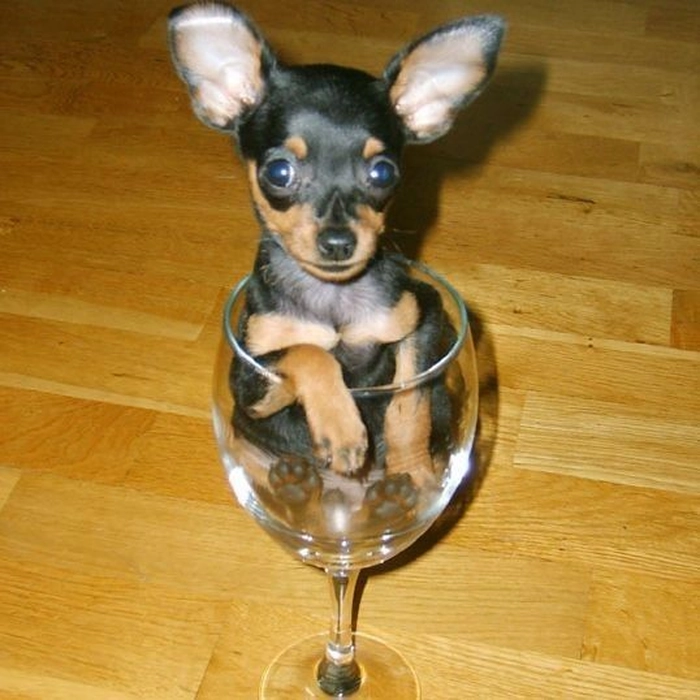 Meme Ảnh con chó vui nhộn cực chất