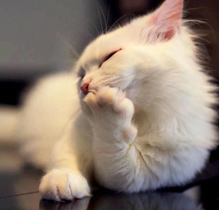 Meme Ảnh mèo cười độc đáo hài hước