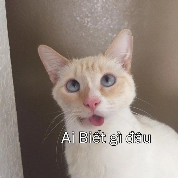 Meme ai biết gì đâu mèo mắt xanh mặt ngu ngơ