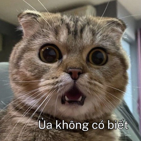 Meme ai biết gì đâu mèo mướp mắt to ngơ ngác