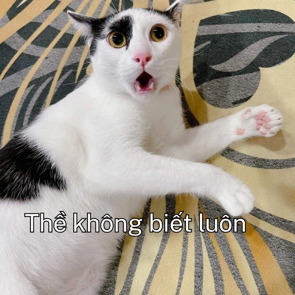 Meme ai biết gì đâu mèo nằm ngửa mặt ngạc nhiên
